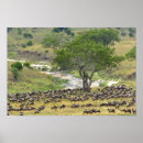 Search for migrating posters Africa