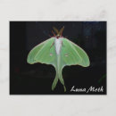 Search for luna moth postcards Insect