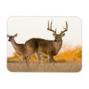 Search for antler magnets Doe