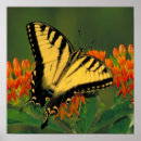 Search for swallowtail posters Flowers