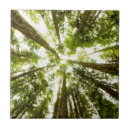 Search for lush tiles Forest