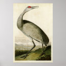 Search for whoops posters Audubon
