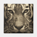 Search for tigers in magnets Nature