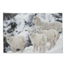 Search for sheep pillowcases Nature