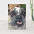 Search for english bulldog cards Funny