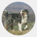 Search for panting stickers Canine photographer