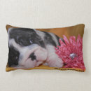 Search for english bulldog cushions Bully