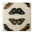 Search for insects tiles Butterflies