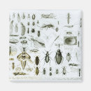 Search for entomology magnets Zoology