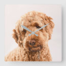 Search for goldendoodle art Mix breed