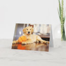 Search for toy cards Animal