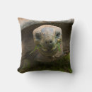Search for tortoise cushions Animals