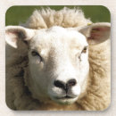 Search for sheep coasters Cute