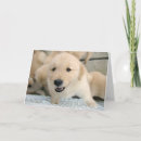 Search for golden retriever get well cards Puppy