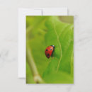 Search for ladybug design postcards Birthday