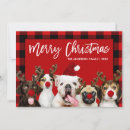 Search for adorable dog cards Dogs