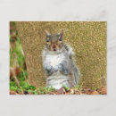 Search for cute squirrels postcards Nature