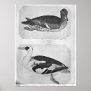 Search for canard Pisanello