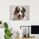 Search for merle posters Aussie