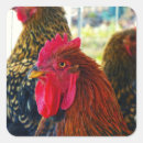 Search for handsome stickers Animal