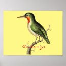 Search for tiny birds posters Hummingbird