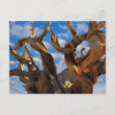 Search for bristlecone pine postcards California