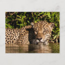 Search for jaguars postcards Panthera onca
