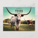Search for longhorn postcards Animals