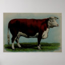 Search for hereford posters Cattle