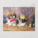 Search for home interior postcards Square