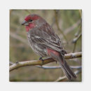 Search for finch magnets Animal