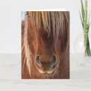 Search for whisker cards Photography