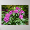 Search for rhododendron posters Floral
