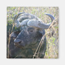 Search for buffaloes magnets African buffalo