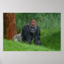 Search for silverback gorilla art Wildlife