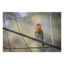 Search for redbreast posters Animal