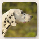 Search for spot photography Vertical