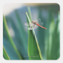 Search for dragonfly stickers Red