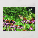 Search for monarch postcards Wildflowers