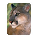 Search for puma magnets Usa