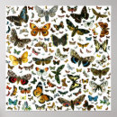 Search for collecter posters Butterfly