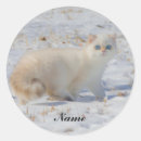 Search for cat with blue eyes stickers Kitty