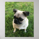 Search for pug picture posters Dog