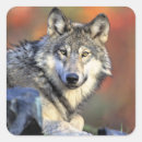 Search for mammal stickers Portrait