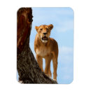 Search for lioness magnets Africa