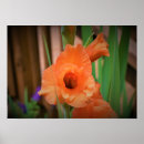 Search for gladioli posters Flower