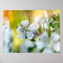 Search for geraniums posters Botanical