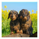 Search for doxies posters For her