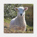 Search for lamb magnets Easter