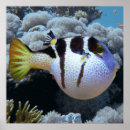 Search for puffer posters Fish